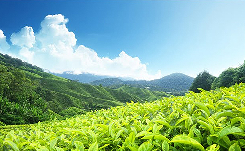 munnar