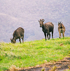 Rajamalai National Park